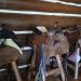 Saddles at Blue Bell Lodge, ND